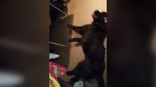 Dog Is A Twerking Expert