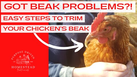 Trimming a Chicken Beak