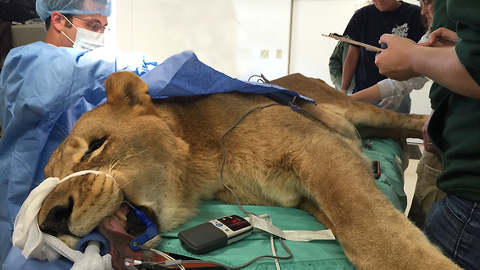 The Big Cat Doctor Performs Life-Saving Surgery: WILDEST ANIMAL RESCUES