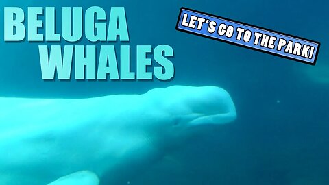 Beluga Whales - Animal Spotlight