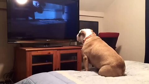 Bulldog_watches_a_horror_movie,_does_something_INCREDIBLE_during_scary_scene
