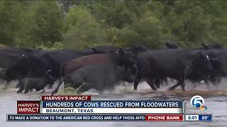 Hundreds of cows rescued from floodwaters