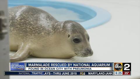 Marmalade the harbor seal recovering at the National Aquarium