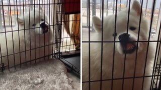 Samoyed presses nose against crate, makes ridiculous face