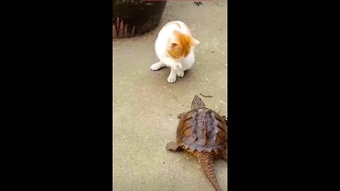 Cute Turtle and Cat