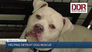 Detroit Dog Rescue