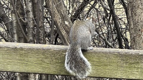 Grey Squirrel and friends