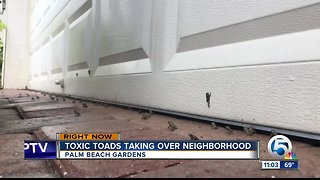 Palm Beach Gardens community concerned over outbreak of poisonous toads