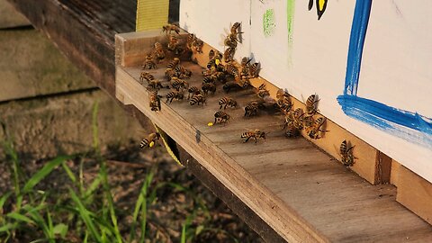 Daily Minute of Bees 6-10-24