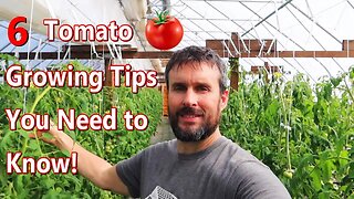 How to Improve Your Tomato Growing with These 6 Steps \\ Hydroponic Greenhouse Tomato Growing