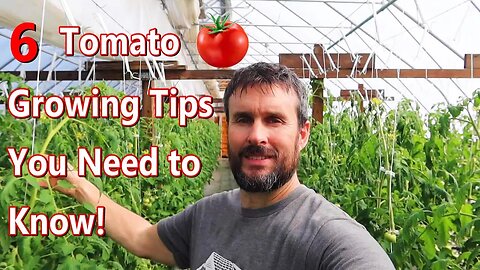 How to Improve Your Tomato Growing with These 6 Steps \\ Hydroponic Greenhouse Tomato Growing