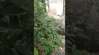 Black White Orange Butterfly in Philippines