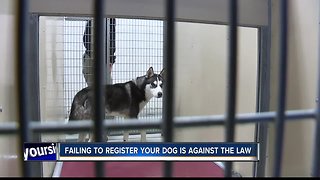 Register your dog, it's the law