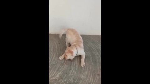 Cute Puppy Funny Play