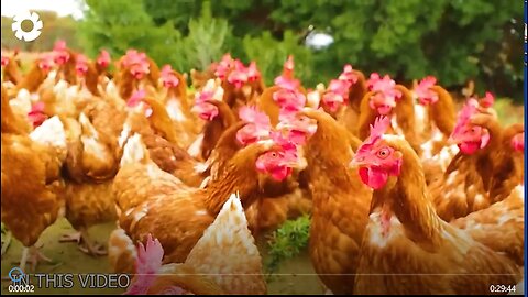 How American Farmers Raise Millions of Roosters for Eggs and Meat