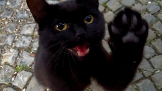 Hungry Stray Cats Brave the Rain to Meet the Food Lady - Feeding Stray Cats