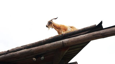 Goats on the Roof