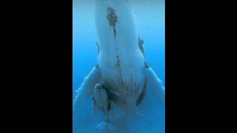 The sound of the beautiful whale and her baby