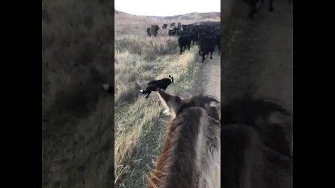 Bingo & Neighbor's Cows