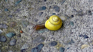 IECV NV #631 - 👀 Snail In A Rush To The Garden 🐌6-13-2018