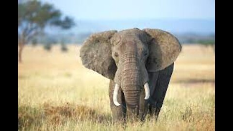 The Incredible Elephant Saves A Baby Elephant From Crocodile Hunting