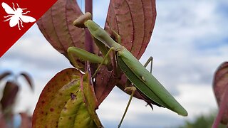 Mantis Posing - Mantis religiosa in a Cornelian Cherry (Cornus mas) Tree