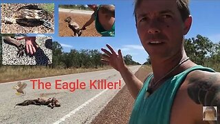 The Truth About Road Kill! Eagle VS Kangaroo 😱 #saveanimals #wildlife #extinction