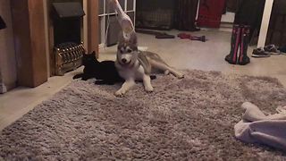 Cat chases off affectionate husky puppy