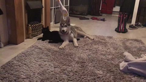Cat chases off affectionate husky puppy