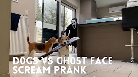 Dogs vs Ghostface Scream PRANK - funny reaction by dogs