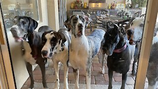Five Great Danes line up to come inside for breakfast