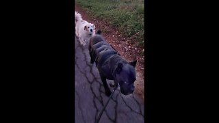 Cane Corso Approached by OFF LEASH DOG! #shorts