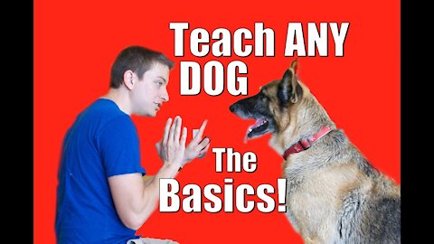 Train Your Dog/Puppy Right Away I Know The Secrets Of Dog Training