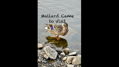 Friendly Mallard Duck Chilled near us until this Happened
