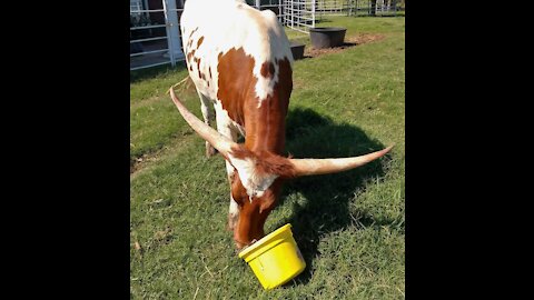 Texas Longhorn Heifer