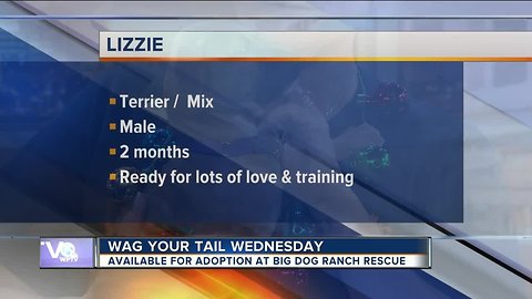 Wag Your Tail Wednesday: Lizzie and Pearl each need a "FURever" homes