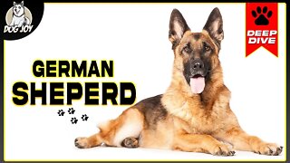 EVERYTHING You Need to Know about the GERMAN SHEPHERD