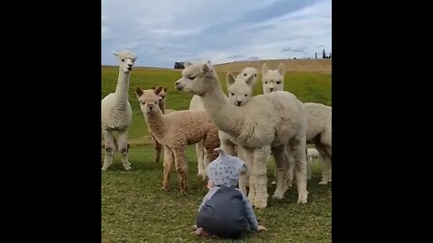 Cute Baby With Cutest Animals 😍#UbertainmentFun #Shorts #ytshorts #Dogs #Animals #Fun