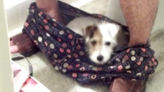 A Puppy Turns Underpants Into A Bed