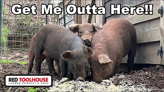 Moving Piglets Out of Quarantine and onto Their FIRST Pasture