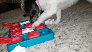 Fast-learning dog solves puzzle to get her treats