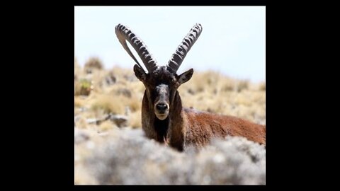 Walia Ibex - rear animal of the planet in Simen Mountain