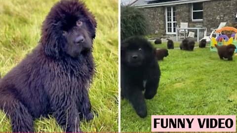 Adorable puppy get steamrolled by older Newfie cousin