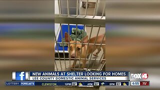 Lee County pet shelter has new pets up for adoption