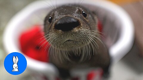 Otters Swimming & Holding Hands - CUTEST Compilation