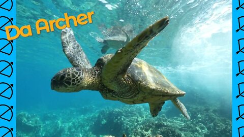 Peaceful Sea Turtles | Da Archer