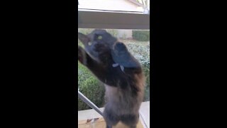 Clumsy cat likes to help clean windows