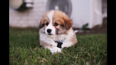 Cutest Puppy Ever Explores Grass For The First Time