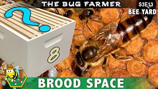 Brood Space - Single 8 frame deep for a brood chamber? Is it enough room? Let's do the math.