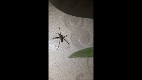Strange six-legged spider